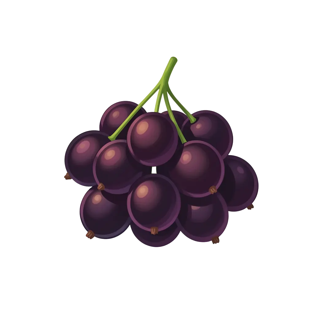 Blackcurrant