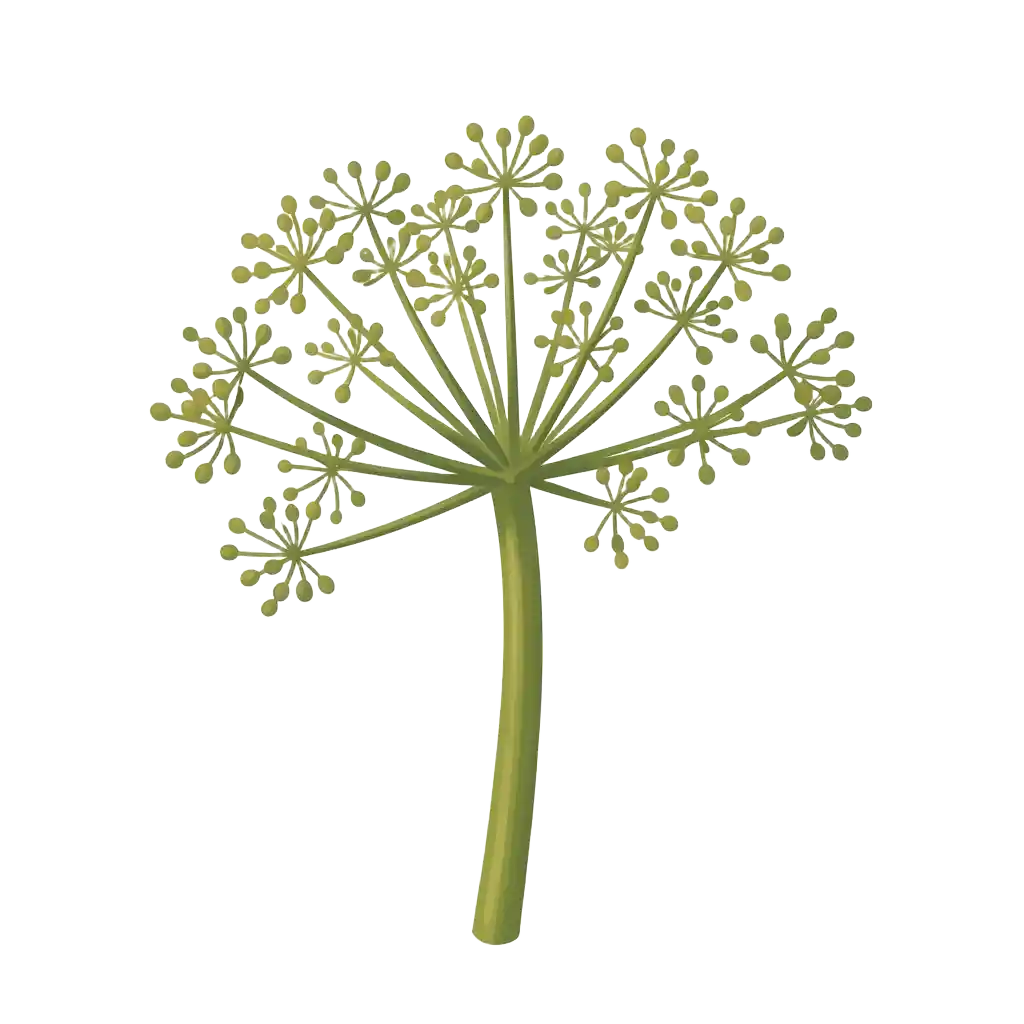 Carrot Seed