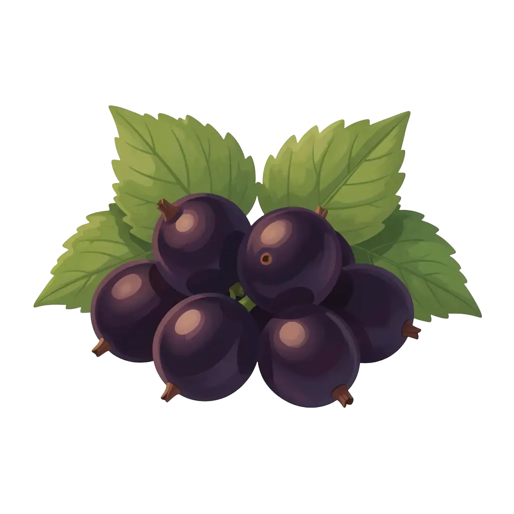 Cassis