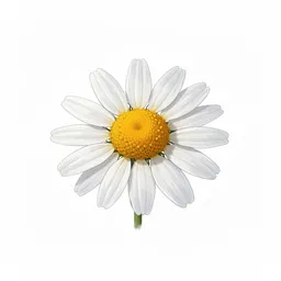 Chamomile