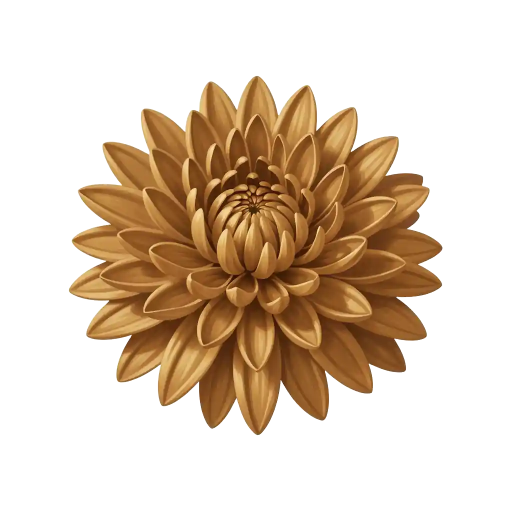 Chrysanthemum