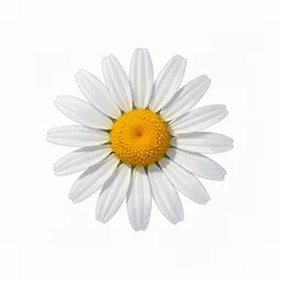 Daisy