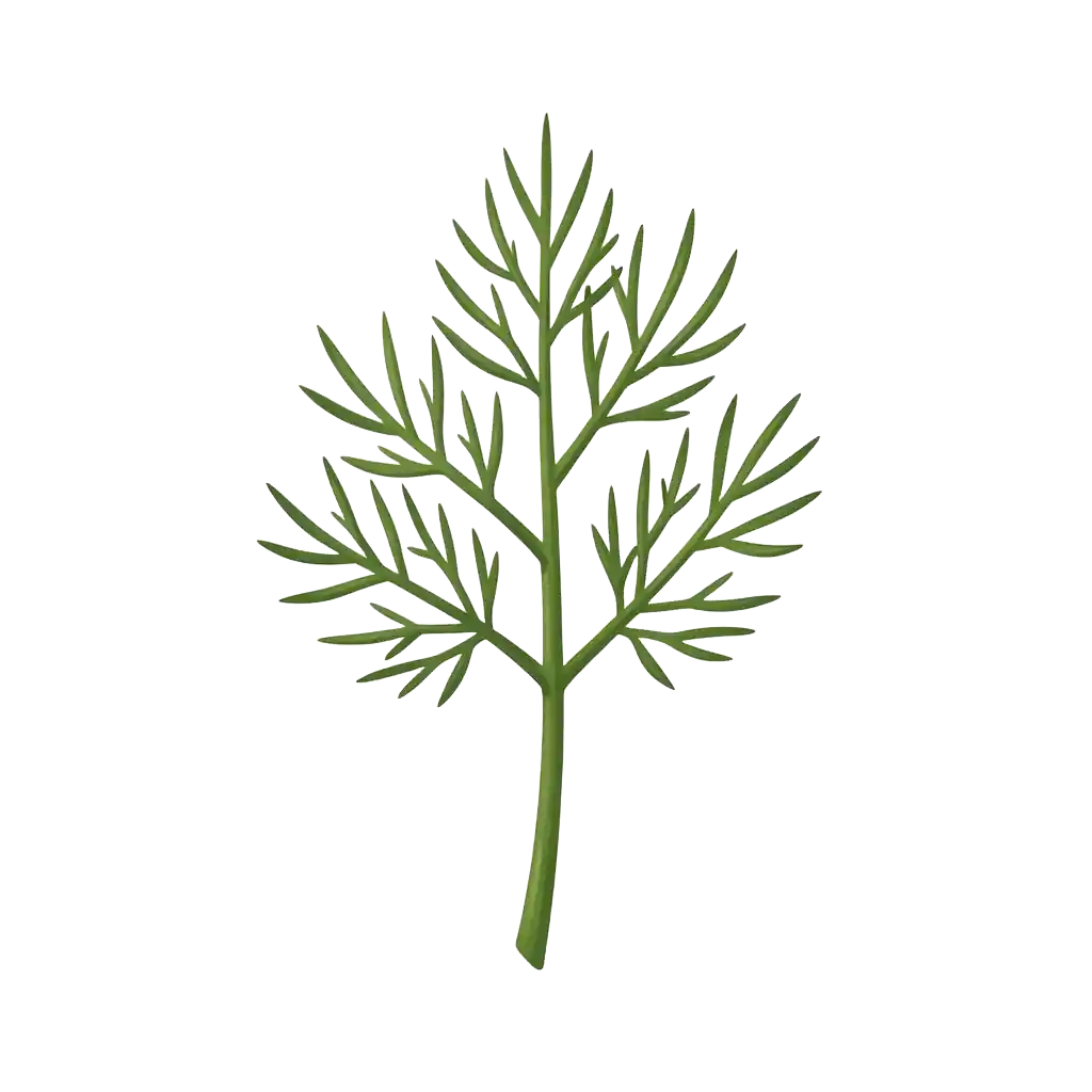 Dill