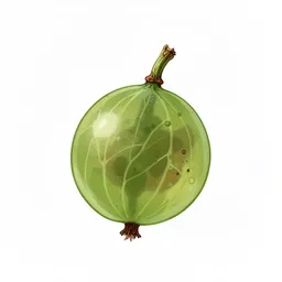 Gooseberry