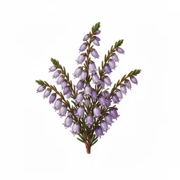 Heather