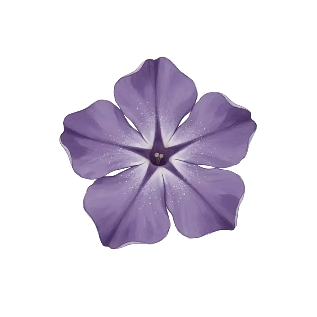 Heliotrope