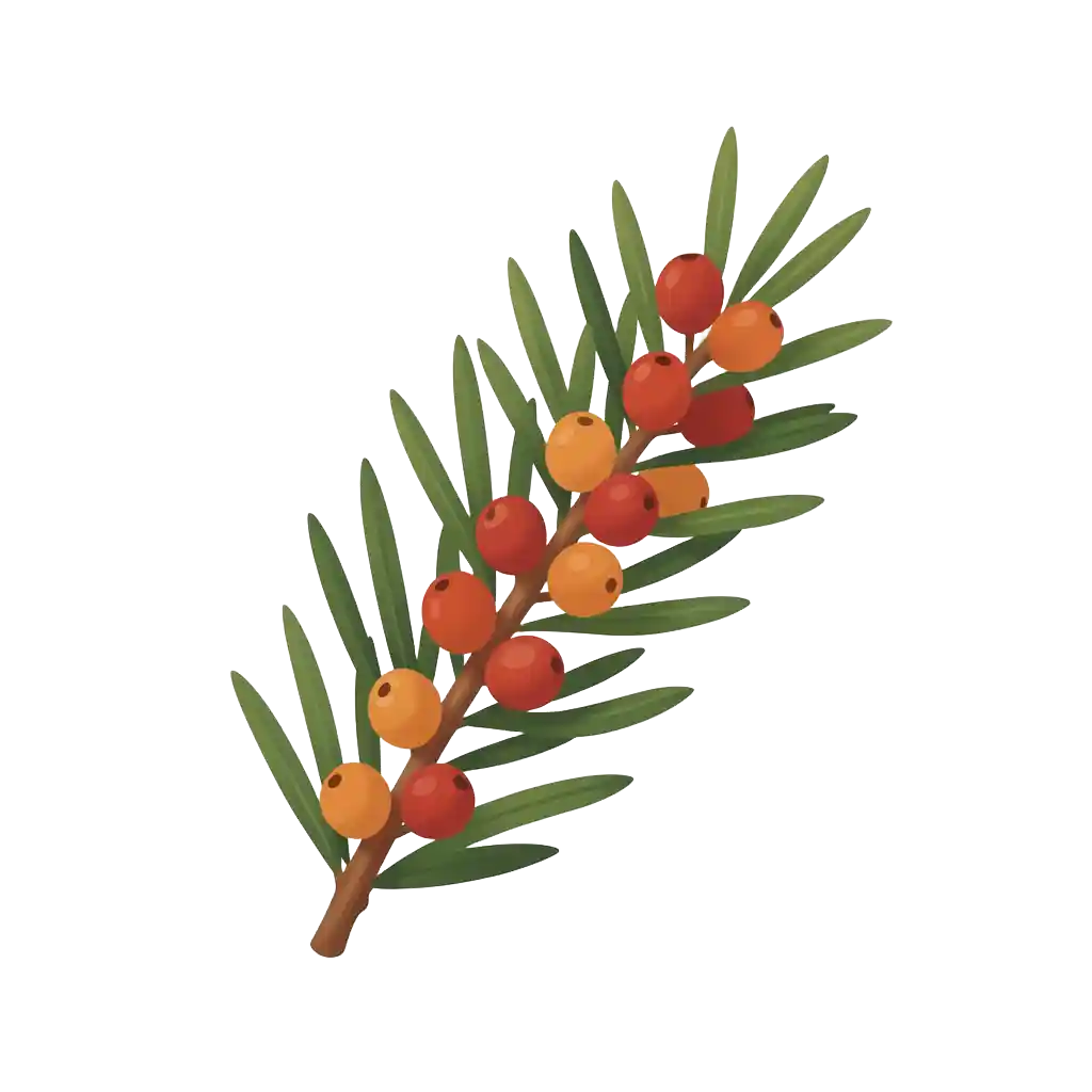 Juniper Berry
