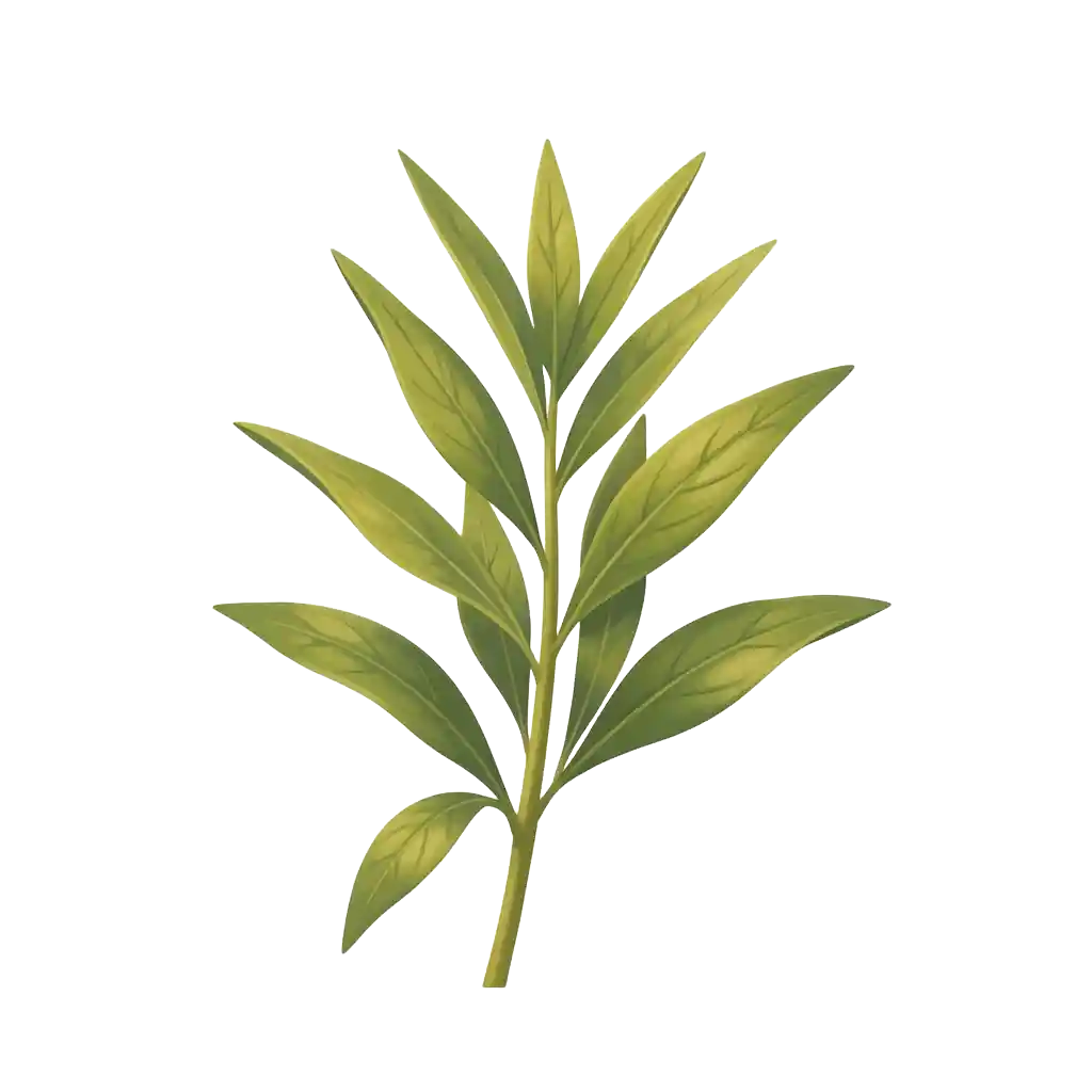 Lemon Verbena