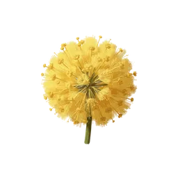 Mimosa