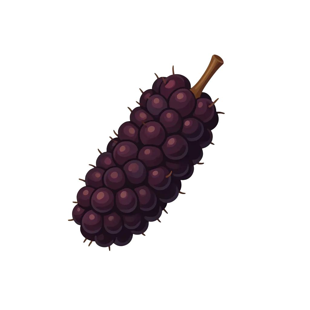 Mulberry
