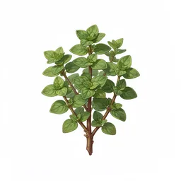 Oregano