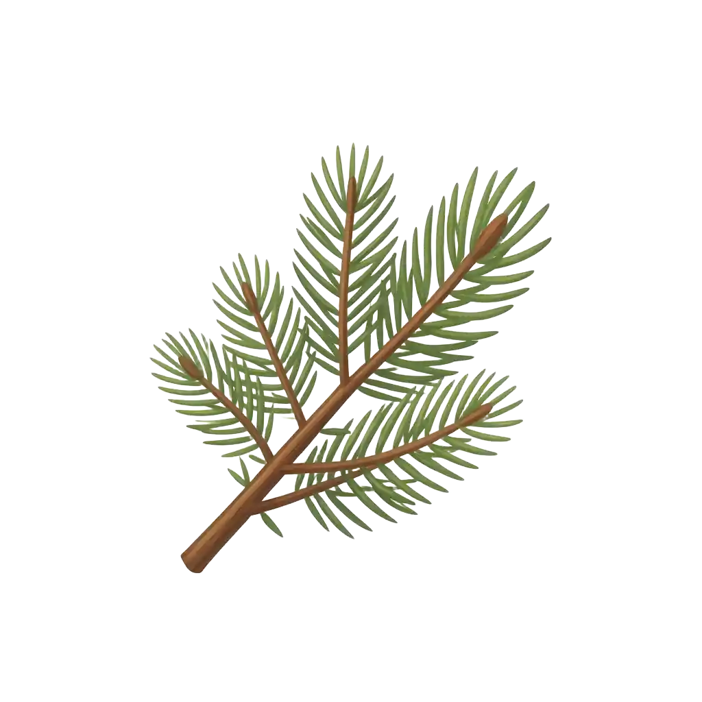 Pine