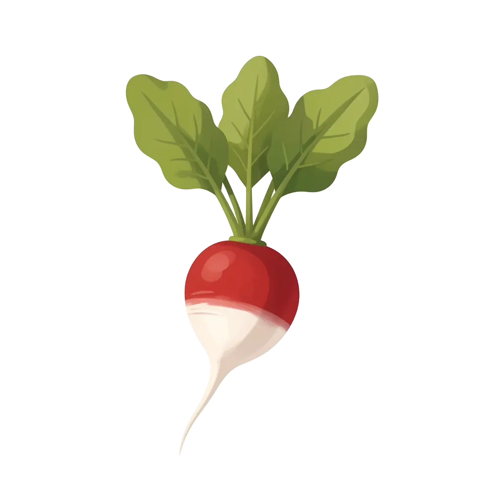 Radish