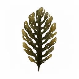Seaweed