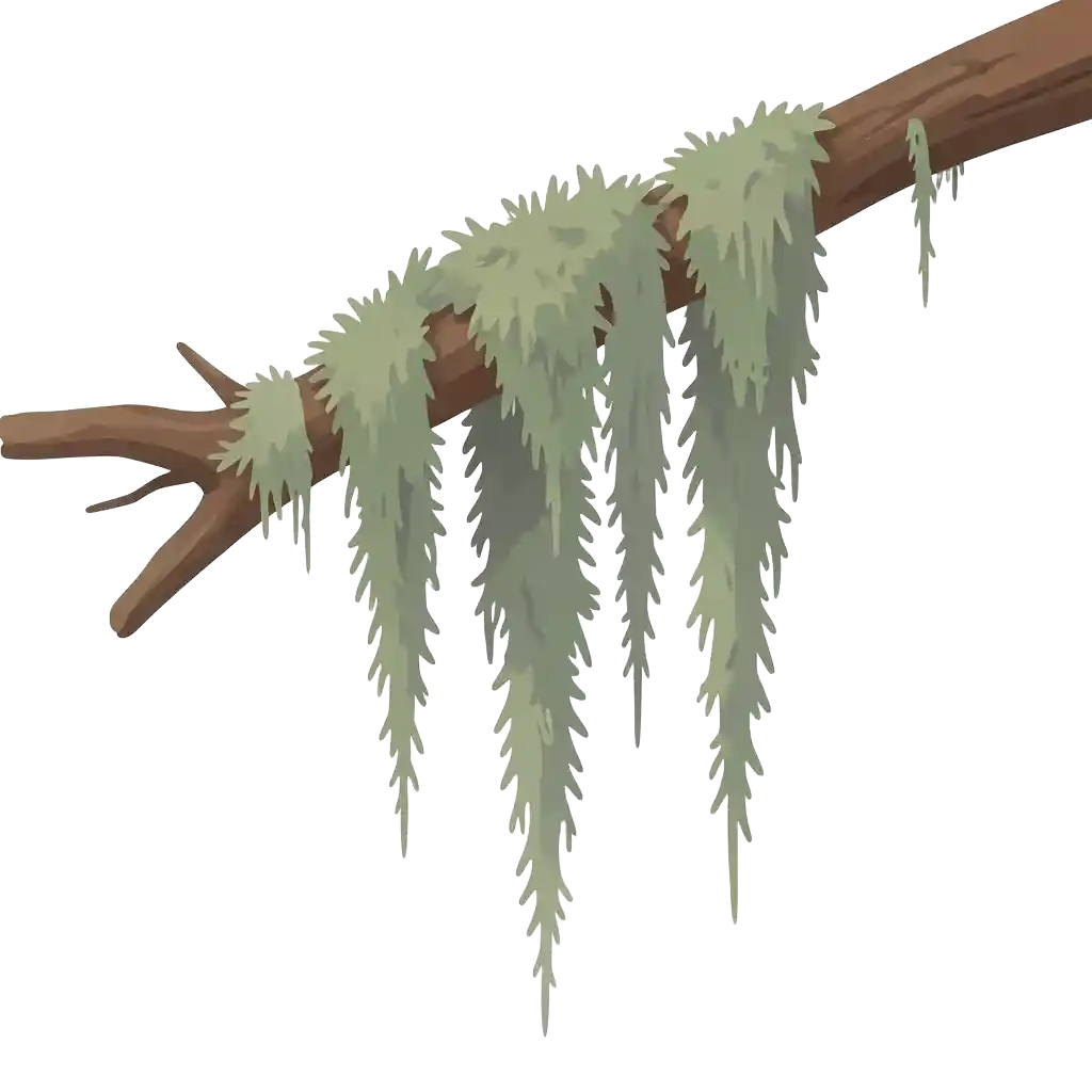 Tree Moss