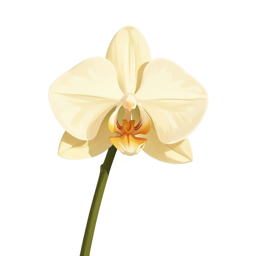 Vanilla Orchid