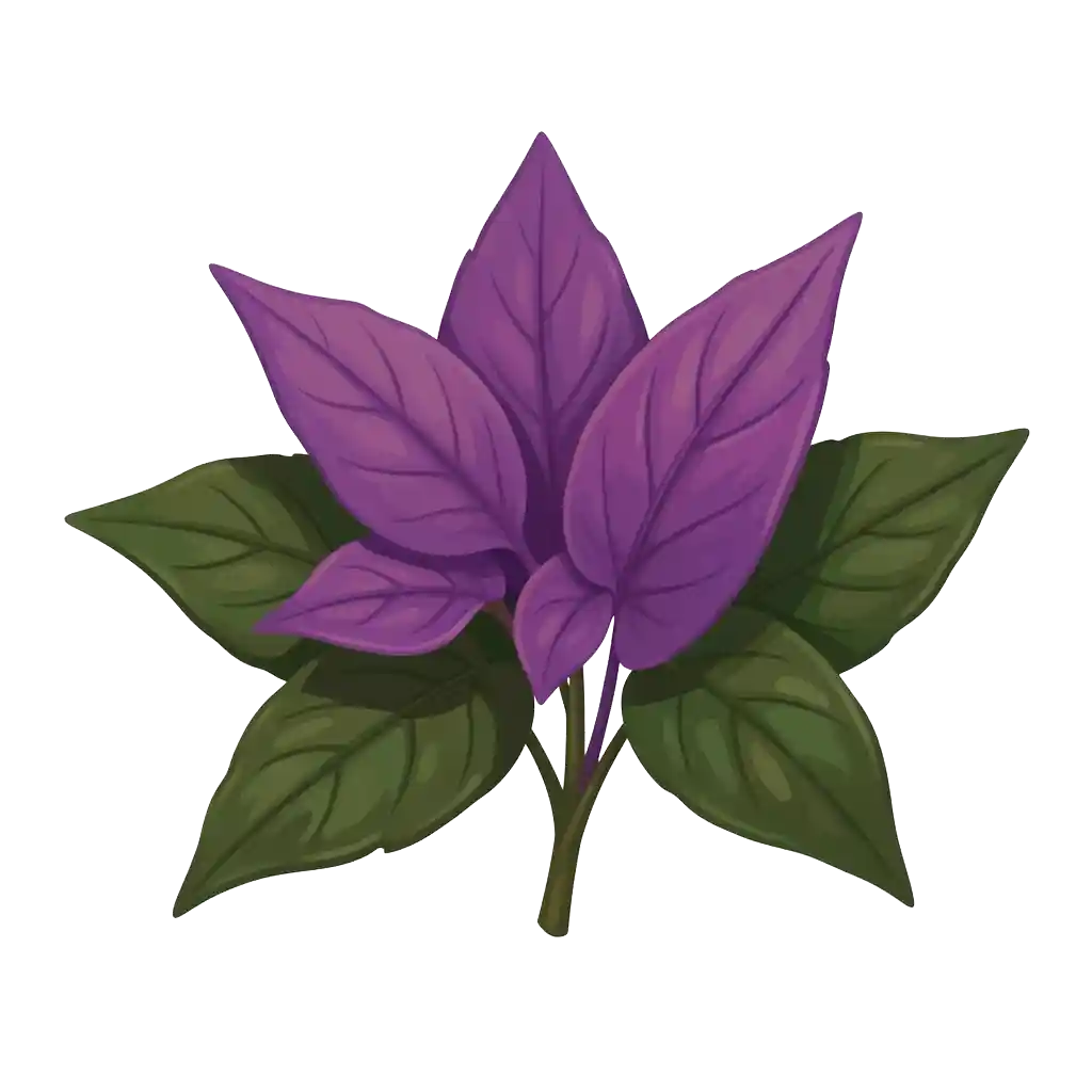 Violet Leaf Absolute