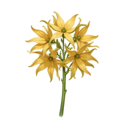Ylang-Ylang